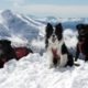 avalanche dogs Copy