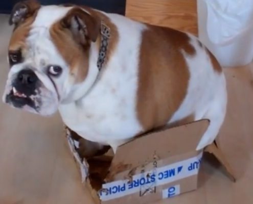 dog in box 2