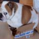dog in box 2